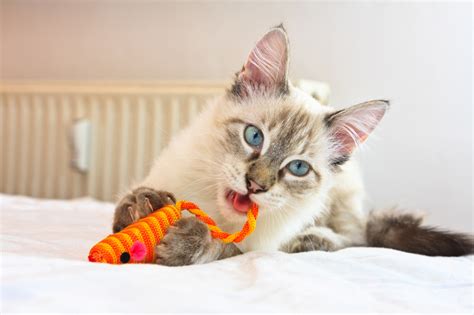 Companion Animal Psychology: Does Playtime for Cats Reduce Behaviour Problems?