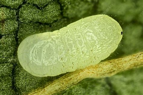 Ant pupa, light micrograph - Stock Image - C023/5865 - Science Photo Library