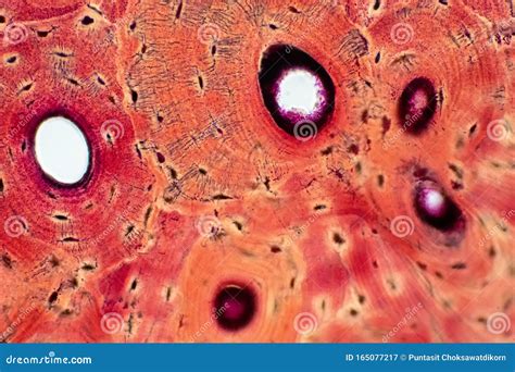 Histology of Human Compact Bone Tissue Under Microscope View for ...