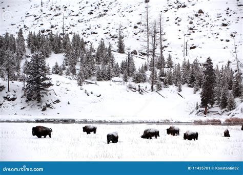 Herd Buffalo in Yellowstone Stock Image - Image of americana, water: 11435701