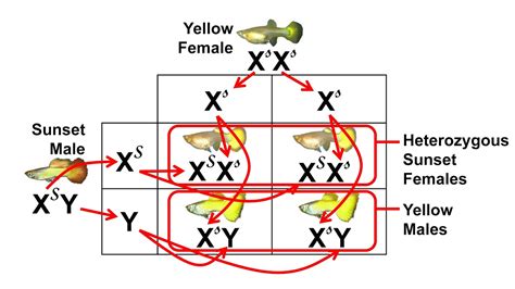 Sunset and Yellow Micariff Guppy Genetics, Sex-Linked Inheritance - YouTube