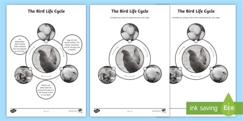 KS2 Bird Life Cycle Worksheet (teacher made)