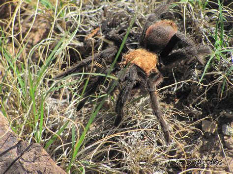 Colorado Photos.....: Oklahoma Brown Tarantula