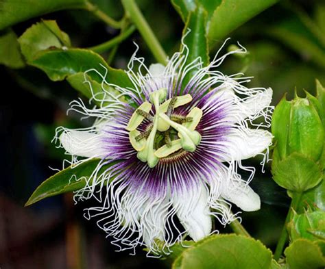 Passiflora edulis | Wholesale Nursery - Nurseries in Melbourne, Sydney & Brisbane | Plantmark