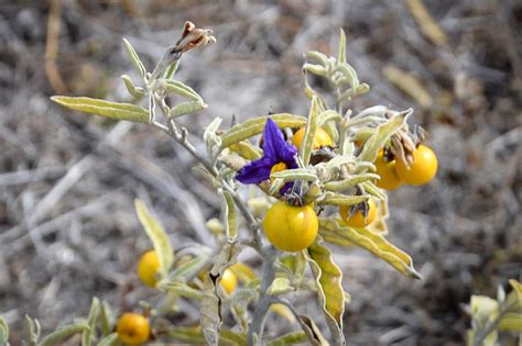 Silverleaf nightshade – protecting clean farms and reducing SA yield losses (PIRSA113) | SAGIT