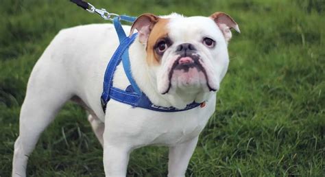 Top 5 British Dog Breeds