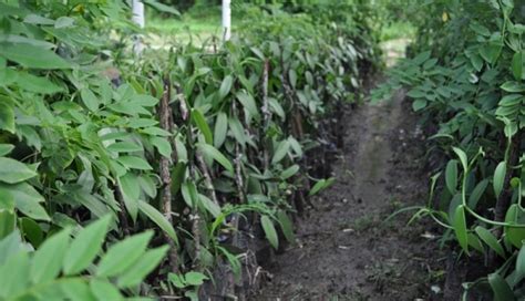 Vanilla Cultivation Information Guide | Agri Farming