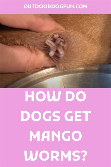 How do dogs get mango worms? By digging, lying on or walking on soil containing freshly hatched ...