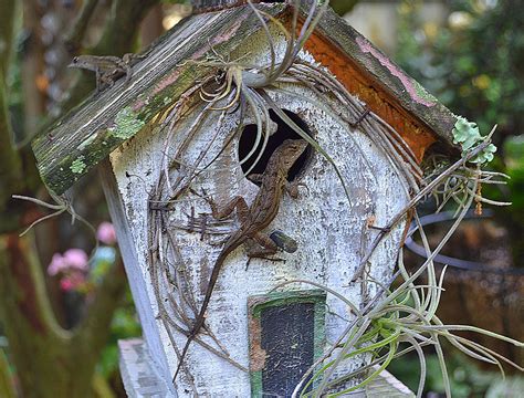 Lizard house photo by sunkissed on Garden Showcase