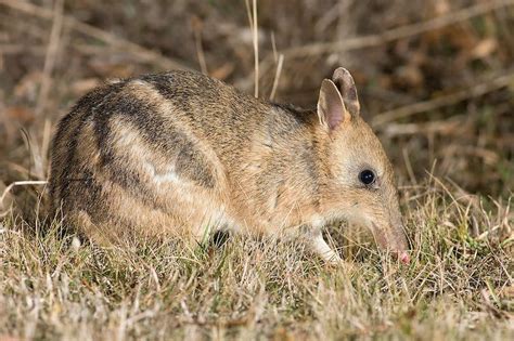 Toxoplasmosis: how feral cats kill wildlife without lifting a paw