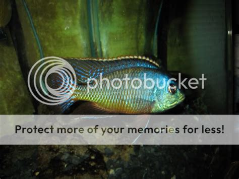 Show Us The Different Species of African Rift Lake Cichlids ...