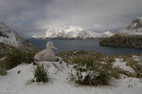 Wildlife on South Georgia's Bird Island – in pictures | Focusing on Wildlife