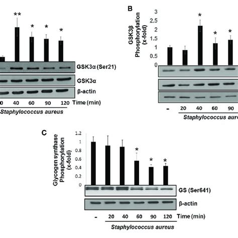 | The glycogen synthase kinase 3 (GSK3α/β) activity controls... | Download Scientific Diagram