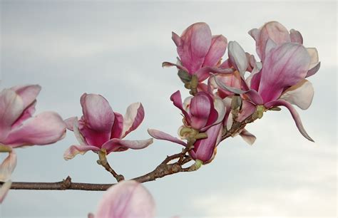 Branch of pink magnolias. | Watercolor flowers, Magnolia, Plants