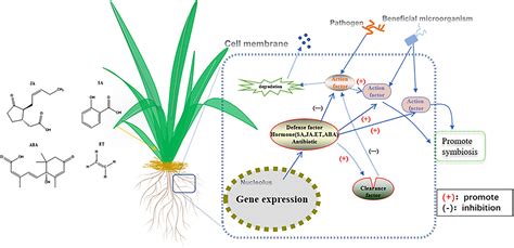 Frontiers | Biosynthetic Mechanisms of Secondary Metabolites Promoted by the Interaction Between ...