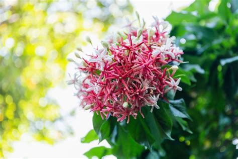 Rangoon Creeper Flower Decorated in the Garden. Stock Image - Image of ...