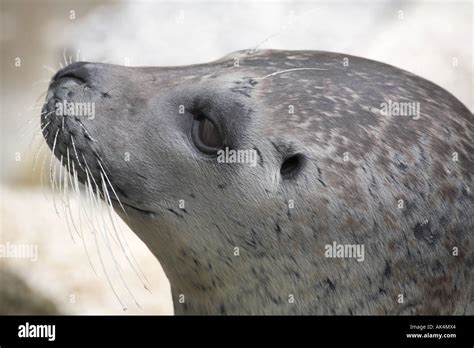 Common seal head portrait profile side on Stock Photo - Alamy