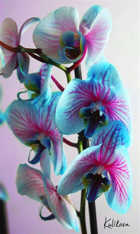 Are Blue Orchids Real? The Ultimate Truth