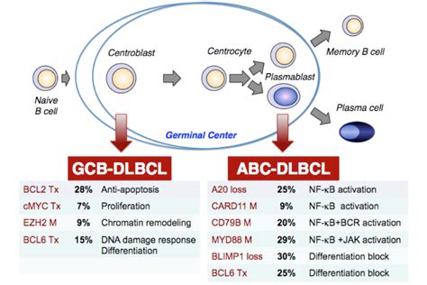 Specialized Program of Research Excellence (SPORE) in Lymphoma: Projects | Memorial Sloan ...