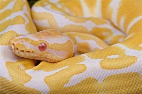 Everything You Need to Know About Snake Morphs - Embora Pets