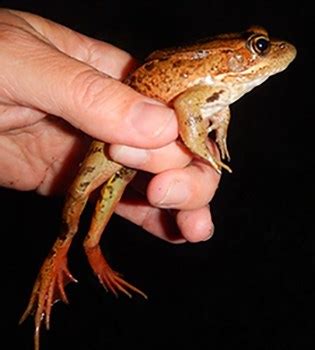 California Red-Legged Frogs - Santa Monica Mountains National Recreation Area (U.S. National ...