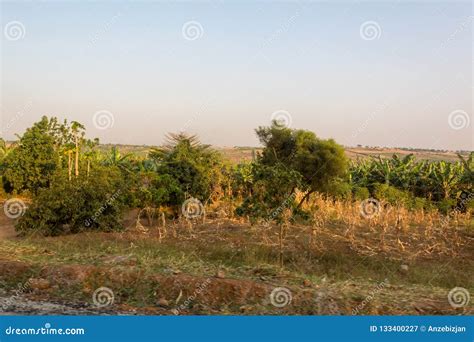 Picking Harvest of Corn in Savannah Countryside during Dry Season. Stock Image - Image of gabiro ...