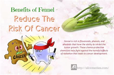 28 Health And Beauty Benefits Of Fennel