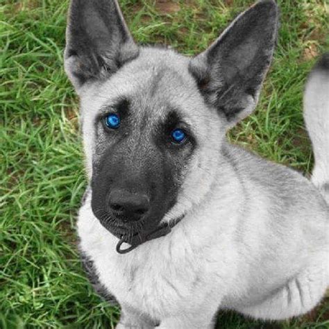 Gorgeous silver German Shepherd Puppy by @guven_gugercin | Puppies with blue eyes, Shepherd ...