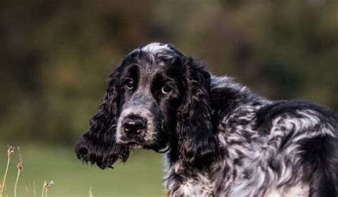 50+ Cute Springer Spaniel Names