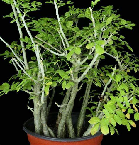 Bursera fagaroides – Tropiflora