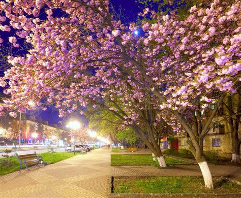 Night urban view with japanese cherry tree blossom Uzhgorod City, Ukraine | Stock image | Colourbox