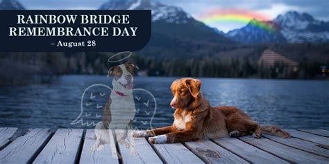 7 Ways to Celebrate Rainbow Bridge Remembrance Day - CanadaVetCare