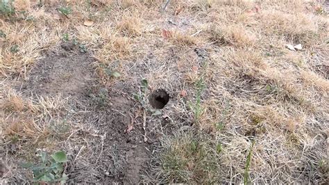 How "NOT" to deal with a in-ground Wasp/Hornet nest - YouTube