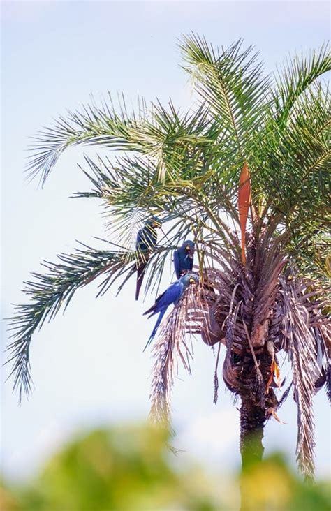 How Long Does A Macaw Live? All About Macaw Lifespan - Psittacology