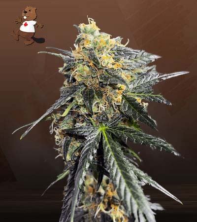 Garanimals Strain Feminized Marijuana Seeds | Beaver Seeds