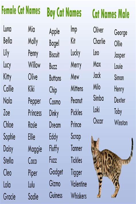 Cat Names | Cat names, Cute cat names, Funny cat names