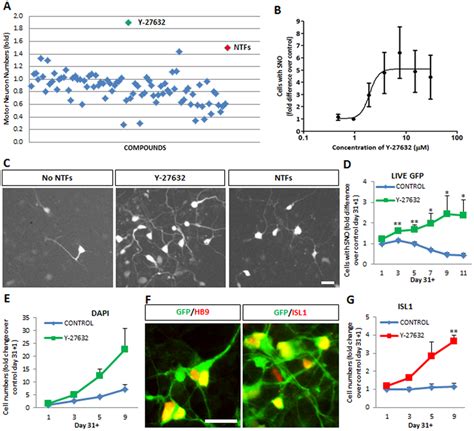 The ROCK inhibitor Y-27632 increases human motor neuron numbers in ...