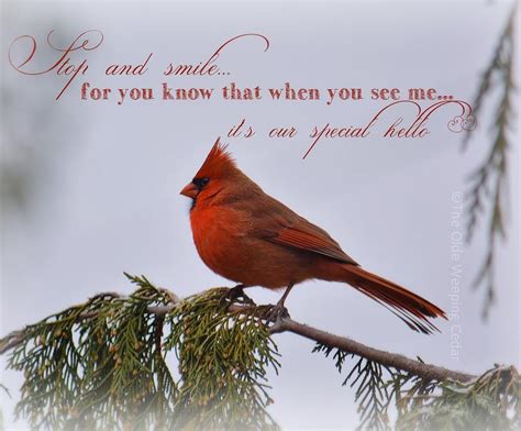 Cardinal Bird Meaning / Since cardinal is a resident bird, it is around ...