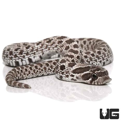 Baby Male Axanthic Western Hognose Snake - Underground Reptiles