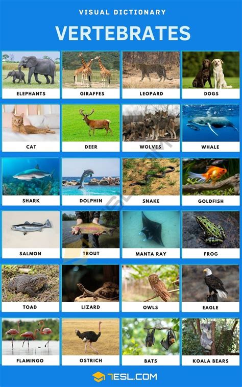 Vertebrates | List of Vertebrate Animals with Interesting Facts • 7ESL ...