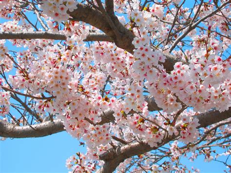 Free Images : branch, plant, flower, petal, produce, natural, pink, japan, season, cherry ...