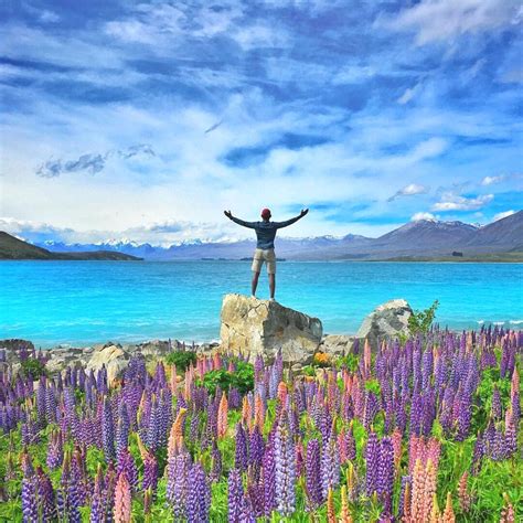 Seeing Lupin Flowers at Lake Tekapo in New Zealand Is a Must - Thursd