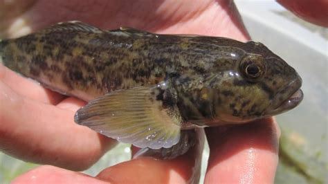 Round goby fish thrive in Hamilton Harbour's contamination | CBC News