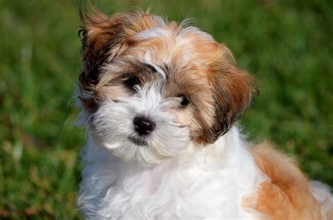 Shichon Teddy Bear Puppies For Sale In Michigan | Michigan Puppy