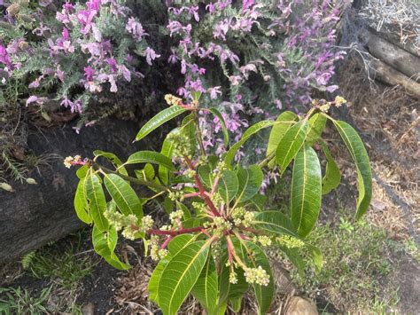 Help pruning mango tree : r/gardening