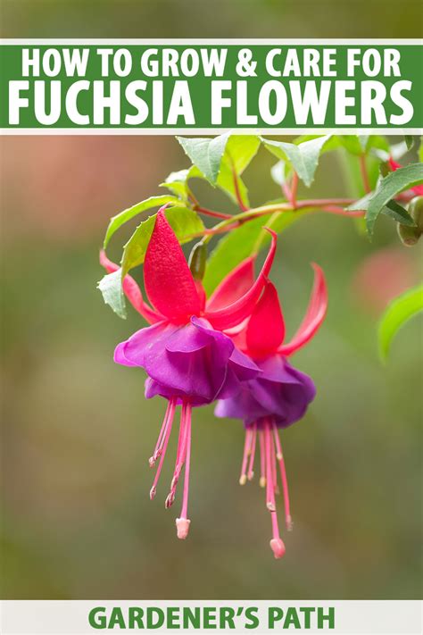 How to Grow Fuchsia | Gardener’s Path