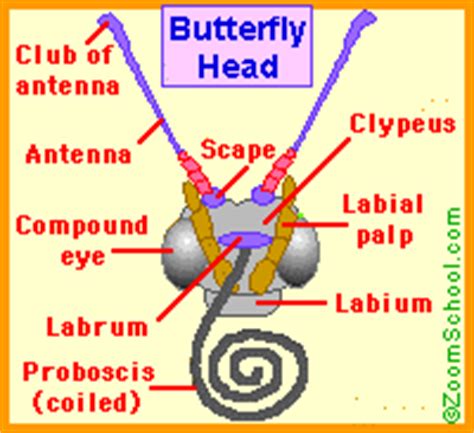 Butterfly Head Anatomy - EnchantedLearning.com