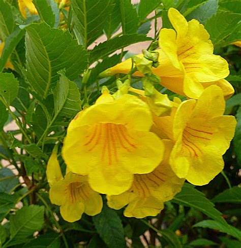 Add Bright Color to Your Garden with Yellow Bells, A Large Tropical Shrub | Yellow flowers ...