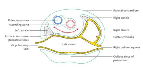 Easy Notes On 【Sinuses of Pericardium】Learn in Just 3 Minutes!