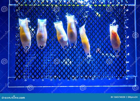 Shark Embryos in Eggs with Blue Background Stock Photo - Image of ...